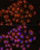 Immunofluorescence analysis of HeLa cells using ADORA2A Polyclonal Antibody at dilution of  1:100. Blue: DAPI for nuclear staining.