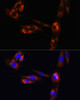 Immunofluorescence analysis of NIH/3T3 cells using ADORA2A Polyclonal Antibody at dilution of  1:100. Blue: DAPI for nuclear staining.