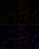 Immunofluorescence analysis of C6 cells using METTL16 Polyclonal Antibody at dilution of  1:100. Blue: DAPI for nuclear staining.
