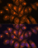 Immunofluorescence analysis of HeLa cells using B3GNT4 Polyclonal Antibody at dilution of  1:100. Blue: DAPI for nuclear staining.