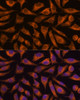 Immunofluorescence analysis of L929 cells using B3GNT4 Polyclonal Antibody at dilution of  1:100. Blue: DAPI for nuclear staining.