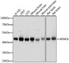 Western blot analysis of extracts of various cell lines using ARMC6 Polyclonal Antibody at dilution of 1:1000.