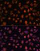 Immunofluorescence analysis of L929 cells using ARMC6 Polyclonal Antibody at dilution of  1:100. Blue: DAPI for nuclear staining.