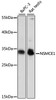 Western blot analysis of extracts of various cell lines using NSMCE1 Polyclonal Antibody at dilution of 1:1000.