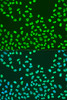 Immunofluorescence analysis of U2OS cells using KHDRBS2 Polyclonal Antibody at dilution of  1:100. Blue: DAPI for nuclear staining.