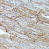 Immunohistochemistry of paraffin-embedded Rat heart using SLC14A1 Polyclonal Antibody at dilution of  1:100 (40x lens).