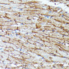 Immunohistochemistry of paraffin-embedded Mouse heart using SLC14A1 Polyclonal Antibody at dilution of  1:100 (40x lens).
