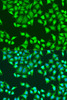 Immunofluorescence analysis of U2OS cells using SH2D1B Polyclonal Antibody at dilution of  1:100. Blue: DAPI for nuclear staining.