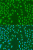 Immunofluorescence analysis of U2OS cells using HNRNPCL1 Polyclonal Antibody at dilution of  1:100. Blue: DAPI for nuclear staining.