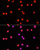 Immunofluorescence analysis of C6 cells using DiMethyl-DNMT3A-K44 Polyclonal Antibody at dilution of  1:100. Blue: DAPI for nuclear staining.