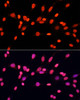 Immunofluorescence analysis of NIH/3T3 cells using DiMethyl-DNMT3A-K44 Polyclonal Antibody at dilution of  1:100. Blue: DAPI for nuclear staining.