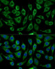 Immunofluorescence analysis of L929 cells using ABCD2 Polyclonal Antibody at dilution of  1:100 (40x lens). Blue: DAPI for nuclear staining.