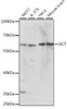Western blot analysis of extracts of various cell lines using DCT Polyclonal Antibody at dilution of 1:1000.