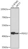 Western blot analysis of extracts of various cell lines using PEX12 Polyclonal Antibody at dilution of 1:1000.