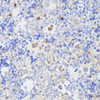 Immunohistochemistry of paraffin-embedded Mouse spleen using MLF2 Polyclonal Antibody at dilution of  1:100 (40x lens).