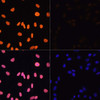 Immunofluorescence analysis of NIH/3T3 cells using Acetyl-Histone H3-K4 Polyclonal Antibody at dilution of  1:100.NIH/3T3 cells were treated by TSA (1 uM) at 37℃ for 18 hours. Blue: DAPI for nuclear staining.