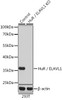 Western blot analysis of extracts from normal (control) and HuR / ELAVL1 knockout (KO) 293T cells using HuR / ELAVL1 Polyclonal Antibody at dilution of 1:1000.