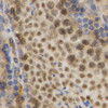 Immunohistochemistry of paraffin-embedded Mouse testis using HuR / ELAVL1 Polyclonal Antibody at dilution of  1:200 (40x lens).