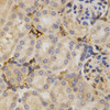 Immunohistochemistry of paraffin-embedded Mouse kidney using HuR / ELAVL1 Polyclonal Antibody at dilution of  1:200 (40x lens).