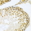 Immunohistochemistry of paraffin-embedded Rat testis using HuR / ELAVL1 Polyclonal Antibody at dilution of  1:200 (40x lens).