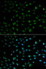 Immunofluorescence analysis of MCF-7 cells using HuR / ELAVL1 Polyclonal Antibody