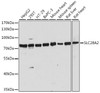 Western blot analysis of extracts of various cell lines using SLC28A2 Polyclonal Antibody at dilution of 1:1000.