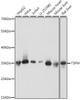Western blot analysis of extracts of various cell lines using TSFM Polyclonal Antibody at dilution of 1:1000.