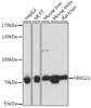 Western blot analysis of extracts of various cell lines using FBXO21 Polyclonal Antibody at dilution of 1:1000.