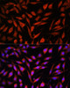 Immunofluorescence analysis of L929 cells using FBXO21 Polyclonal Antibody at dilution of  1:100. Blue: DAPI for nuclear staining.