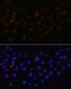 Immunofluorescence analysis of A431 cells using HEY1 Polyclonal Antibody at dilution of  1:100. Blue: DAPI for nuclear staining.