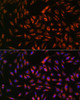 Immunofluorescence analysis of L929 cells using EML4 Polyclonal Antibody at dilution of  1:100. Blue: DAPI for nuclear staining.