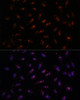 Immunofluorescence analysis of U-2 OS cells using DNTTIP2 Polyclonal Antibody at dilution of  1:100. Blue: DAPI for nuclear staining.