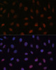 Immunofluorescence analysis of U-2 OS cells using MED25 Polyclonal Antibody at dilution of  1:100 (40x lens). Blue: DAPI for nuclear staining.