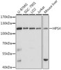 Western blot analysis of extracts of various cell lines using HPS4 Polyclonal Antibody at dilution of 1:1000.