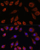 Immunofluorescence analysis of L929 cells using HPS4 Polyclonal Antibody at dilution of  1:100. Blue: DAPI for nuclear staining.