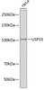 Western blot analysis of extracts of HeLa cells using USP33 Polyclonal Antibody at dilution of 1:1000.