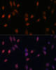 Immunofluorescence analysis of NIH-3T3 cells using USP33 Polyclonal Antibody at dilution of  1:100 (40x lens). Blue: DAPI for nuclear staining.