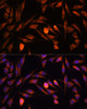 Immunofluorescence analysis of L929 cells using PTCD1 Polyclonal Antibody at dilution of  1:100. Blue: DAPI for nuclear staining.