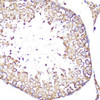 Immunohistochemistry of paraffin-embedded Rat testis using SELL Polyclonal Antibody at dilution of  1:100 (40x lens).