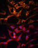 Immunofluorescence analysis of C6 cells using LPL Polyclonal Antibody at dilution of  1:100. Blue: DAPI for nuclear staining.