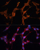 Immunofluorescence analysis of NIH/3T3 cells using LPL Polyclonal Antibody at dilution of  1:100. Blue: DAPI for nuclear staining.