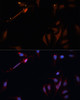 Immunofluorescence analysis of U-2OS cells using LPL Polyclonal Antibody at dilution of  1:100. Blue: DAPI for nuclear staining.