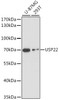 Western blot analysis of extracts of various cell lines using USP22 Polyclonal Antibody at dilution of 1:1000.