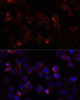 Immunofluorescence analysis of HeLa cells using FSP1/S100A4 Polyclonal Antibody at dilution of  1:100. Blue: DAPI for nuclear staining.