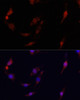 Immunofluorescence analysis of PC12 cells using FSP1/S100A4 Polyclonal Antibody at dilution of  1:100. Blue: DAPI for nuclear staining.