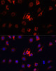 Immunofluorescence analysis of RAW264.7 cells using FSP1/S100A4 Polyclonal Antibody at dilution of  1:100. Blue: DAPI for nuclear staining.