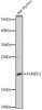 Western blot analysis of extracts of Rat thymus using FUNDC1 Polyclonal Antibody at dilution of 1:1000.