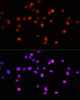 Immunofluorescence analysis of L929 cells using KLF8 Polyclonal Antibody at dilution of  1:100. Blue: DAPI for nuclear staining.