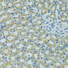 Immunohistochemistry of paraffin-embedded Mouse kidney using HSPB1 Polyclonal Antibody at dilution of  1:100 (40x lens).