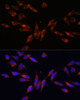 Immunofluorescence analysis of L929 cells using COL4A3 Polyclonal Antibody at dilution of  1:100. Blue: DAPI for nuclear staining.